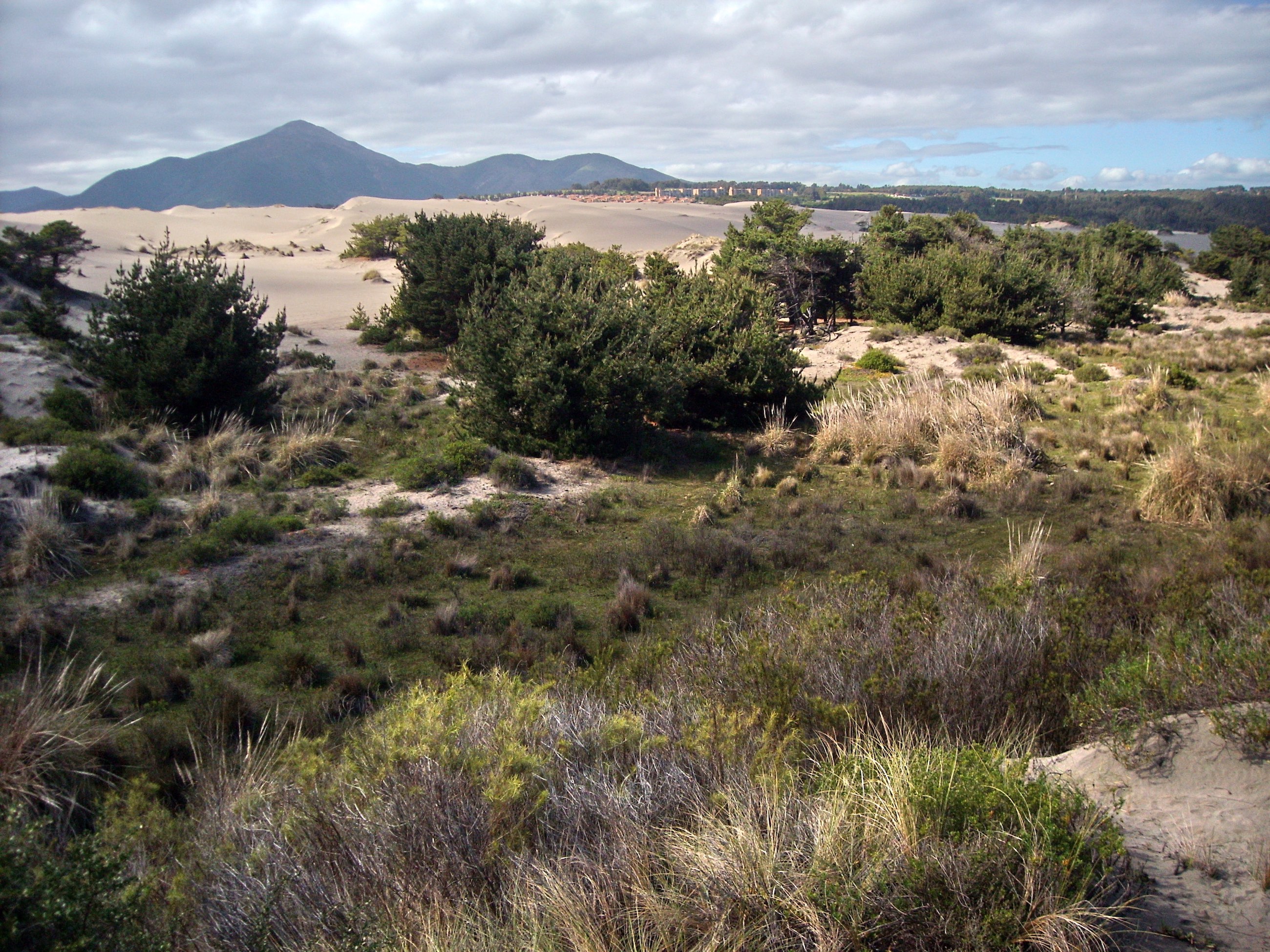 Humedal y dunas bajas (nevkas), sector norte del estero