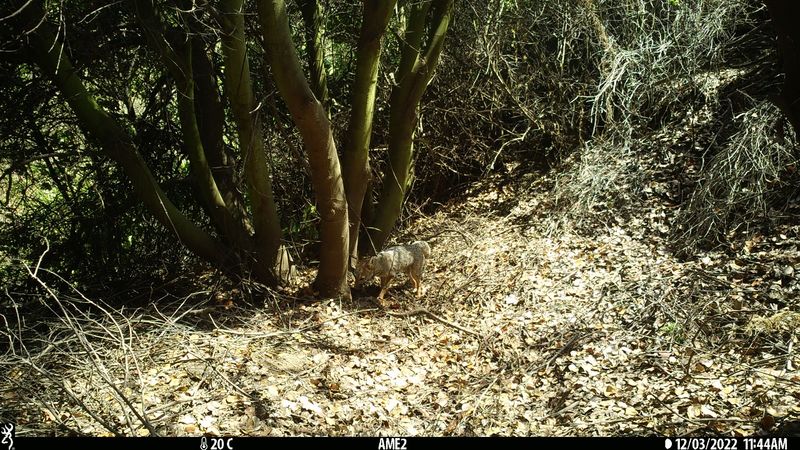 Archivo:Monitoreo de carnívoros 2022.jpeg